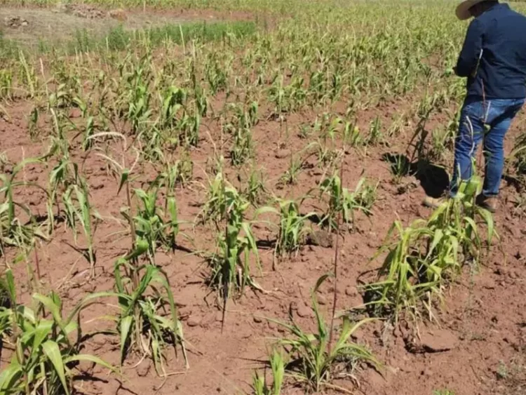Sequía en México ya afecta 85% del territorio nacional; impacta la falta de lluvias