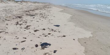 Investiga Procuraduría Ambiental y Urbana presencia de hidrocarburo en playa Miramar y Tesoro.