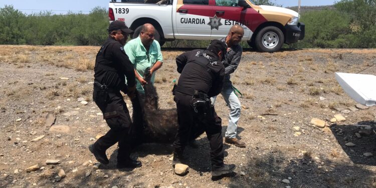 Atiende Guardia Estatal reporte de oso muerto en carretera de Llera, Tamaulipas