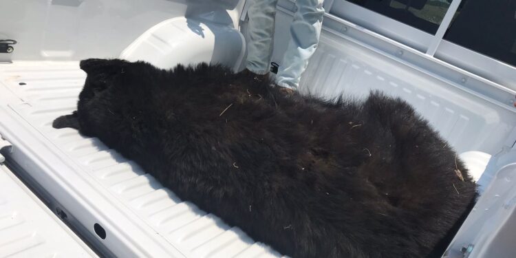 Atiende Guardia Estatal reporte de oso muerto en carretera de Llera, Tamaulipas