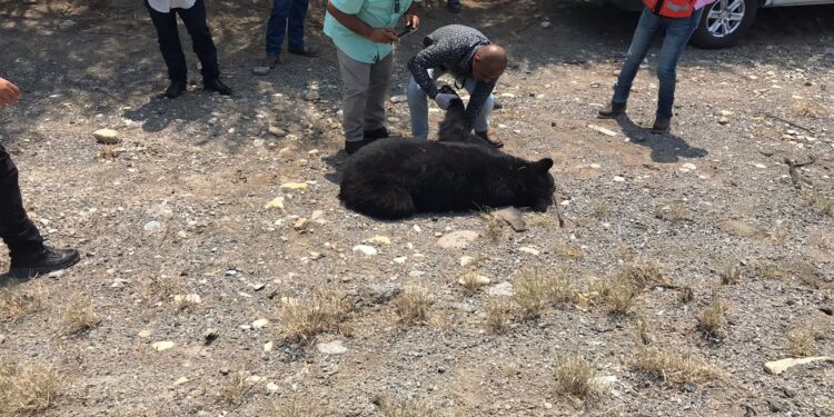 Atiende Guardia Estatal reporte de oso muerto en carretera de Llera, Tamaulipas