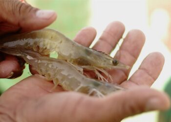 Arranca la veda para el camarón en el Golfo de México