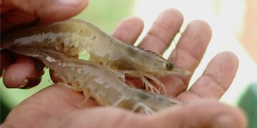 Arranca la veda para el camarón en el Golfo de México
