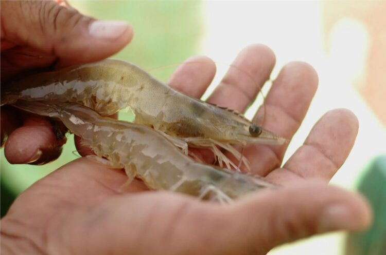 Arranca la veda para el camarón en el Golfo de México