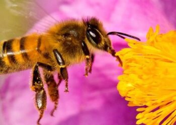Declararán semana sobre importancia de las abejas en mayo