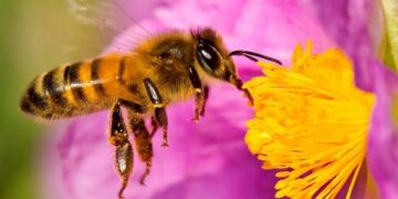 Declararán semana sobre importancia de las abejas en mayo