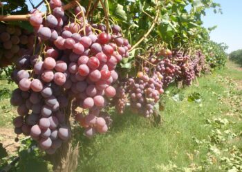 Aumentan exportaciones de uva mexicana en cinco años