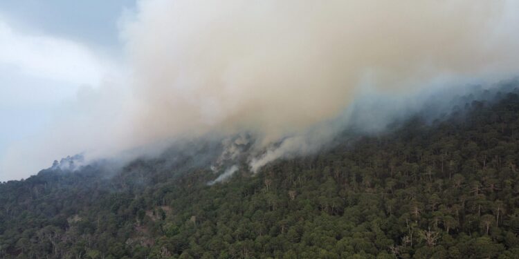Consume incendio más de mil hectáreas en el Cañón del Novillo