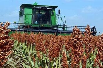 Congreso de Tamaulipas pide a SADER y SHCP auxilio para sorgueros ante desplome en precio de cosechas