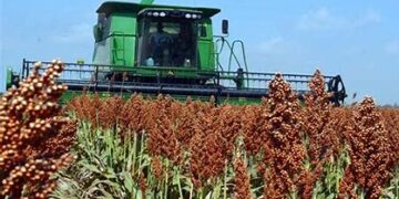 Congreso de Tamaulipas pide a SADER y SHCP auxilio para sorgueros ante desplome en precio de cosechas