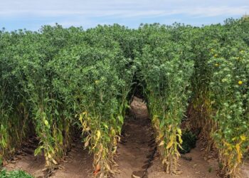 Promueve SADER nueva variedad de cártamo forrajero en sector pecuario de México