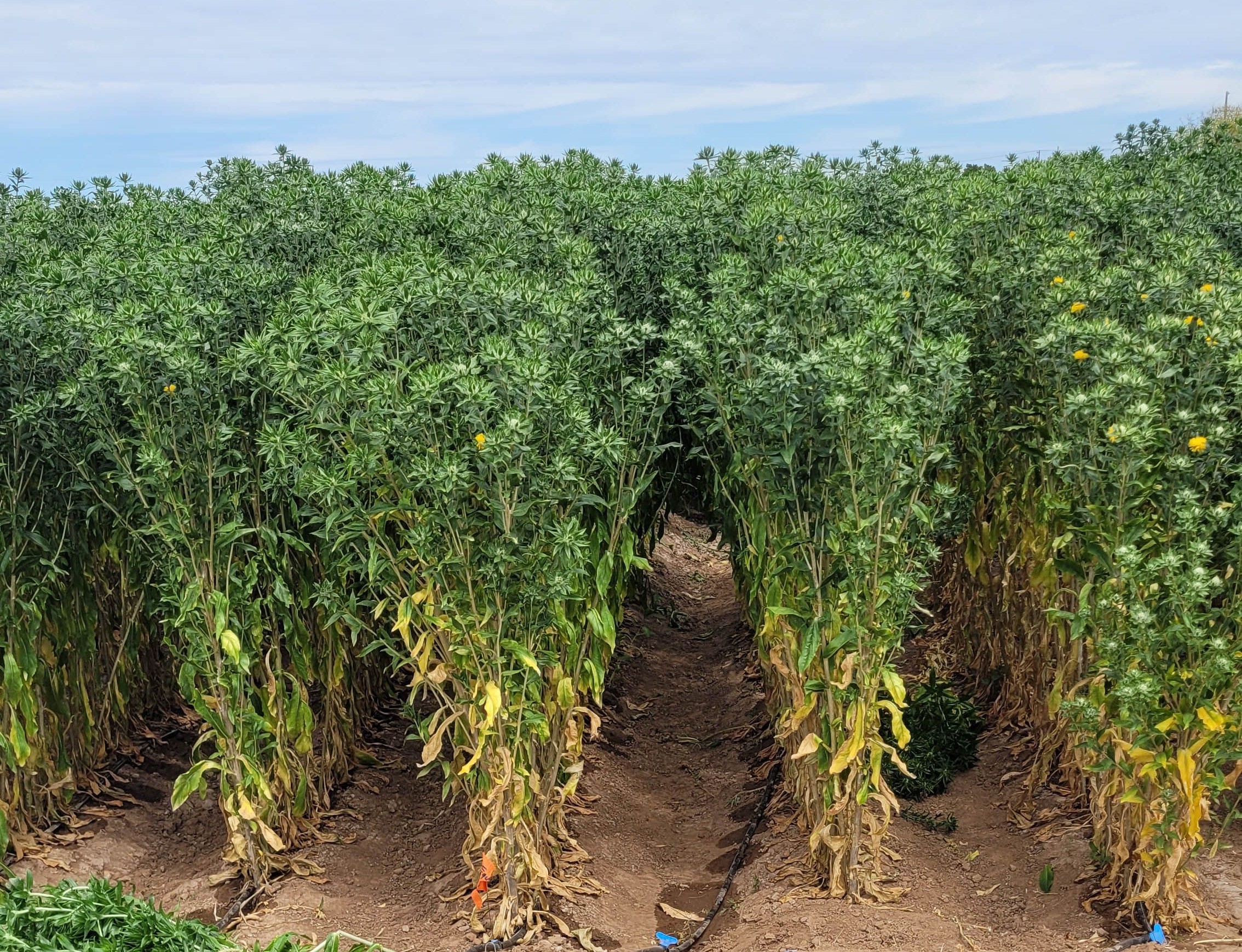 Promueve SADER nueva variedad de cártamo forrajero en sector pecuario de México - La Verdad