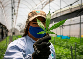 Por primera vez, Estados Unidos registra más consumidores diarios de cannabis que de alcohol