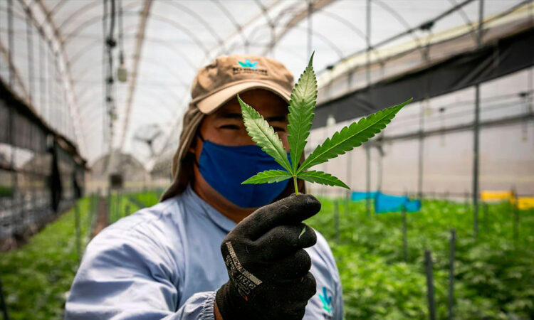 Por primera vez, Estados Unidos registra más consumidores diarios de cannabis que de alcohol