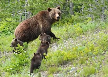 Hombre gravemente herido tras sorpresivo ataque de oso grizzly en Wyoming
