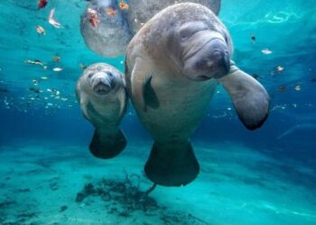 Manatíes en Guatemala al borde de la extinción: menos de 60 ejemplares restantes