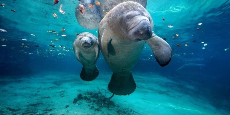 Manatíes en Guatemala al borde de la extinción: menos de 60 ejemplares restantes