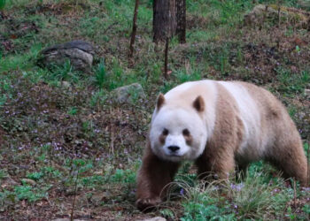 Avistan por primera vez en 6 años un raro oso panda pardo en China