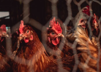 OMS aclara que la gripe aviar en vacas no será la próxima pandemia