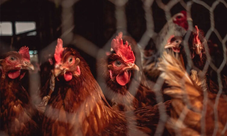 OMS aclara que la gripe aviar en vacas no será la próxima pandemia