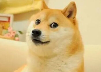 Fallece Kabosu, la icónica perra del meme ‘Doge’ y musa de Dogecoin