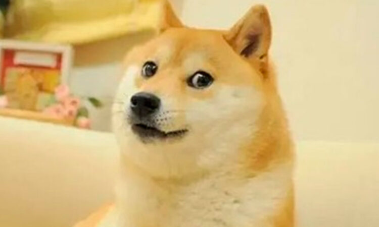 Fallece Kabosu, la icónica perra del meme ‘Doge’ y musa de Dogecoin