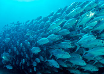 Población de peces migratorios de agua dulce ha caído un 81 % en los últimos 50 años