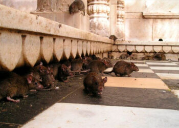 Nueva York convoca cumbre nacional para combatir invasión de ratas urbanas