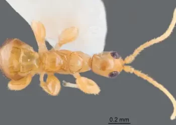 Descubren nueva especie de avispa sin alas en Puerto Rico