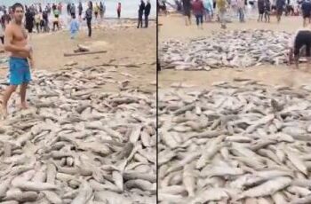 Turistas se encuentran con miles de peces varados en la playa de Brasil