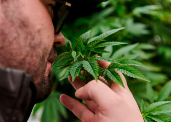 Biden anuncia trámites para reclasificar la marihuana como droga de bajo riesgo