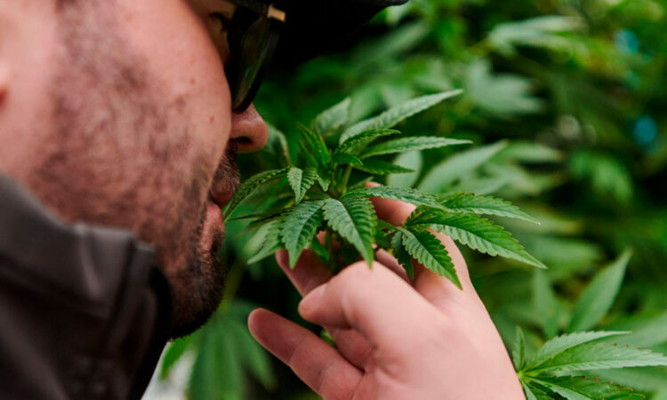 Biden anuncia trámites para reclasificar la marihuana como droga de bajo riesgo