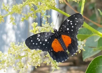 Reportan inusuales avistamientos de mariposa parche carmesí