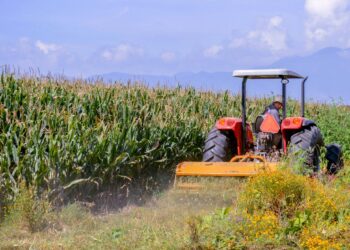 Segalmex apoyará con 750 pesos por tonelada a maiceros de Tamaulipas y siete estados más