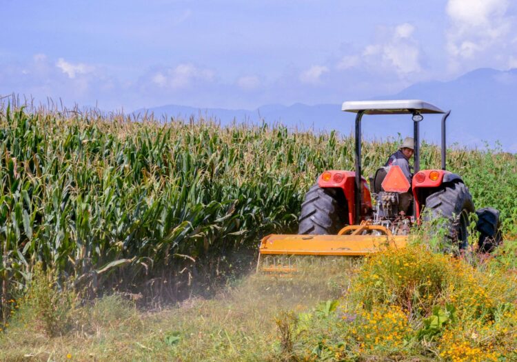Segalmex apoyará con 750 pesos por tonelada a maiceros de Tamaulipas y siete estados más