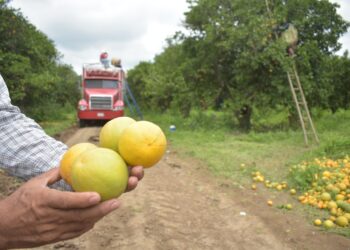 Llaman a inspección y control de la enfermedad cancro de los cítricos presente en Tamaulipas desde 2016