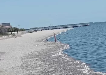 Petróleo llega a playas de Tamaulipas; mata a peces, camarones y almejas