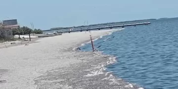 Petróleo llega a playas de Tamaulipas; mata a peces, camarones y almejas