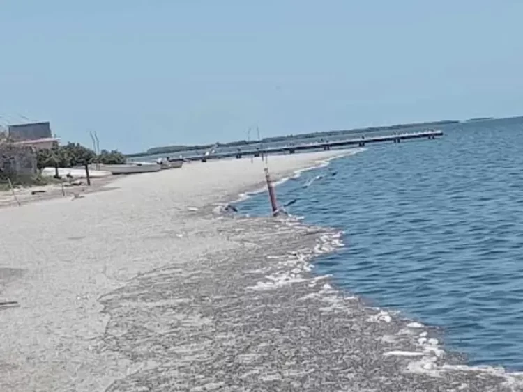 Petróleo llega a playas de Tamaulipas; mata a peces, camarones y almejas