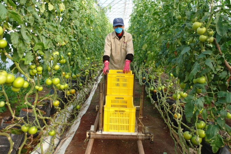 Levanta Estados Unidos restricciones a importación del tomate mexicano por virus rugoso