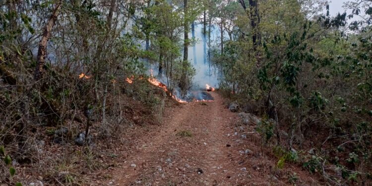 Intensifican combate a incendio forestal en Jaumave