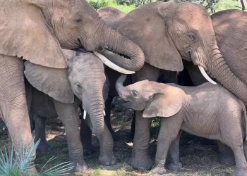 Elefantes se llaman por nombres propios en manada, revela estudio