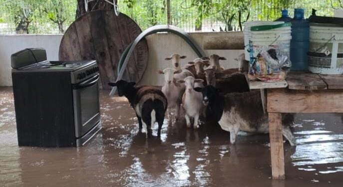 Auxilia Guardia Estatal a damnificados en Miraflores al desbordar río Corona en Güémez, Tamaulipas