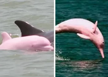 Captan a un delfín rosa en las costas de Mazatlán, Sinaloa