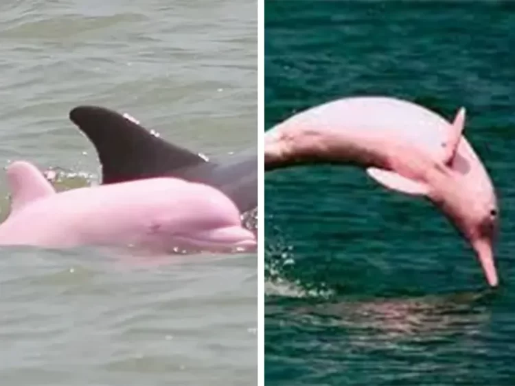 Captan a un delfín rosa en las costas de Mazatlán, Sinaloa