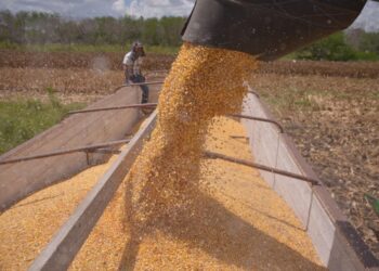 Convocan a productores de maíz de Tamaulipas a registrarse en el Programa de Precios de Garantía