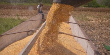 Convocan a productores de maíz de Tamaulipas a registrarse en el Programa de Precios de Garantía