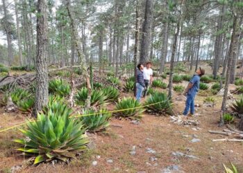Buscan investigadores de la UAT preservar la genética de especies de maguey