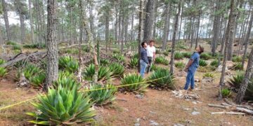 Buscan investigadores de la UAT preservar la genética de especies de maguey