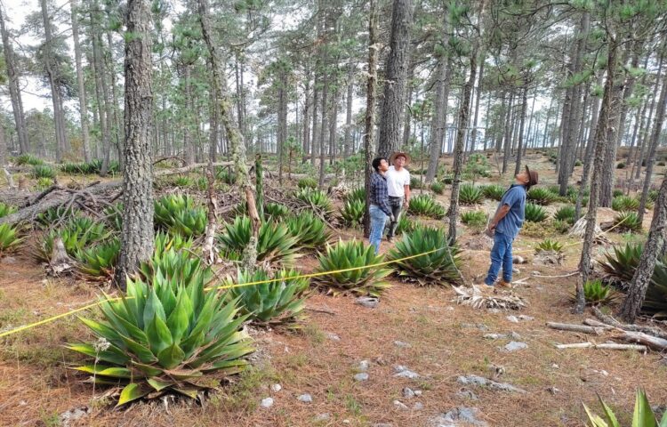 Buscan investigadores de la UAT preservar la genética de especies de maguey